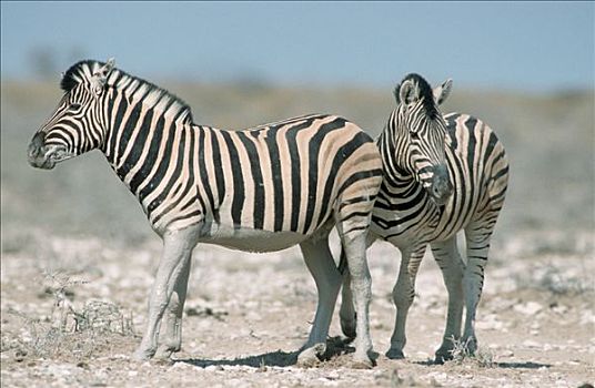 埃托沙国家公园,纳米比亚,马,斑马