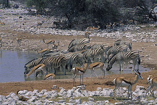 纳米比亚,埃托沙国家公园,跳羚,喝,水潭
