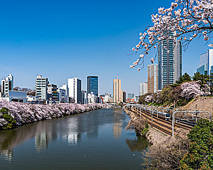 护城河,线条,樱桃树