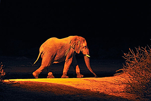 非洲象,水坑,晚上,禁猎区,纳米比亚,非洲