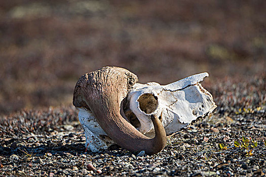 头骨,麝牛,奥斯卡,峡湾,东北方,格陵兰,国家公园,北美