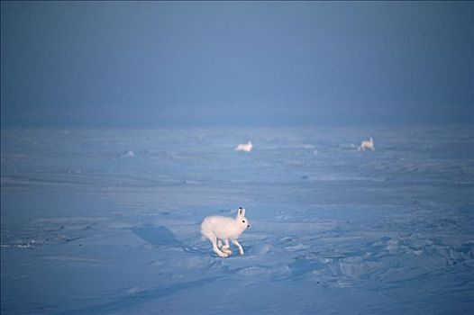 北极兔,兔属,三个,艾利斯摩尔岛,加拿大
