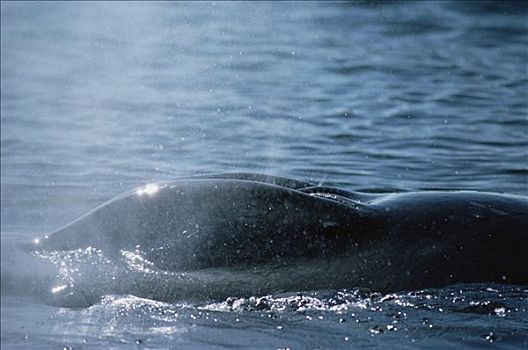 驼背鲸,大翅鲸属,鲸鱼,呼吸孔,夏威夷