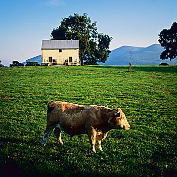菜牛,放牧,凯瑞郡,爱尔兰