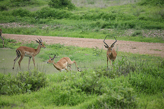 野生,羚羊,哺乳动物,非洲,博茨瓦纳,大草原