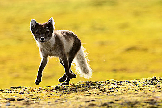 北极狐,幼仔,苔原,斯瓦尔巴特群岛,挪威
