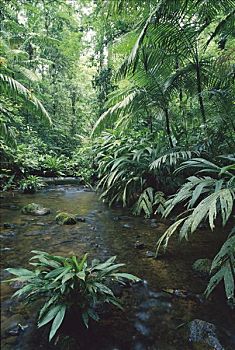 河流,低地,雨林,生物学,研究站,哥斯达黎加