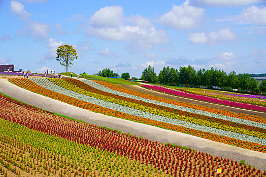 花圃,北海道,日本