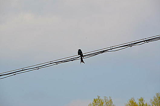 电线上栖息的小鸟