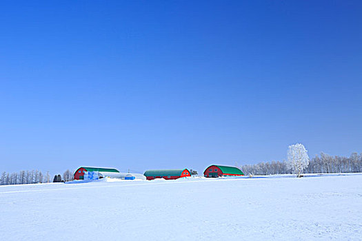 山,美瑛,霜,树,北海道