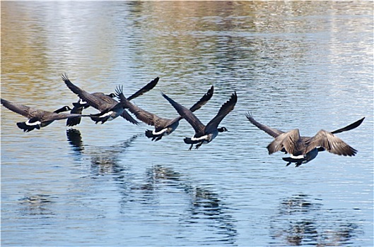 黑额黑雁,飞跃,水