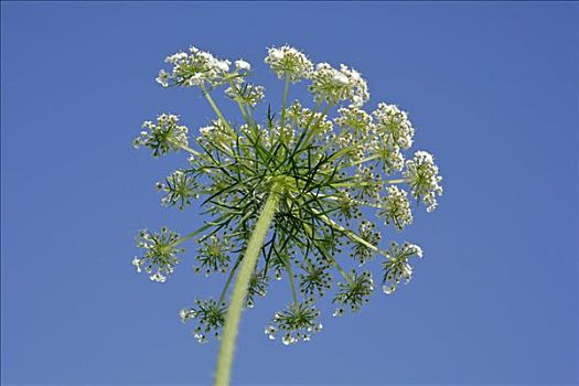 茴香,伞形花序,花