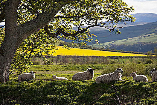 绵羊,卧,草地,树,诺森伯兰郡,英格兰