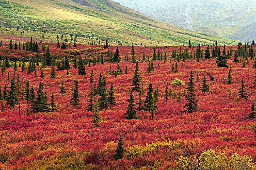 秋天,针叶林带,德纳里峰国家公园,阿拉斯加,美国