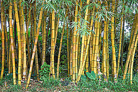 竹子,毛伊岛,夏威夷,美国