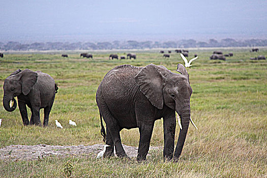 肯尼亚非洲象-全身特写