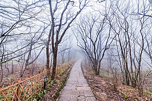 安徽省黄山市黄山风景区树林步行栈道景观