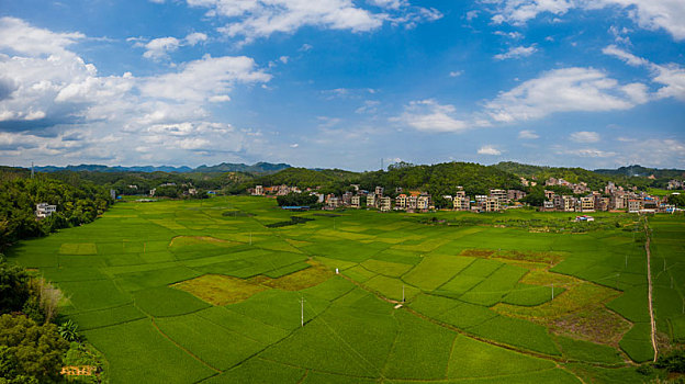 广西梧州,早稻长势良好如绿色画卷