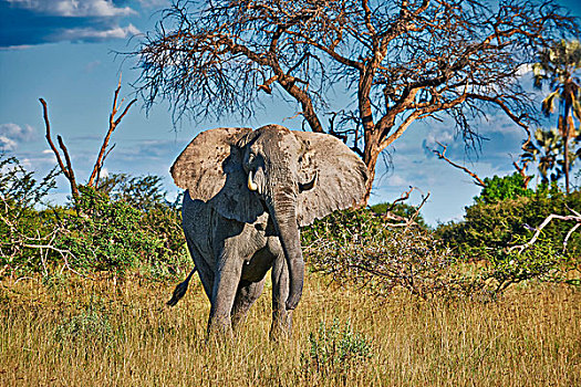 雄性,非洲,灌木,大象,非洲象,奥卡万戈三角洲,博茨瓦纳,南非
