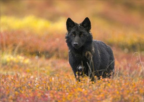 灰狼,狼,幼小,彩色,秋天,苔原,德纳里峰国家公园,阿拉斯加