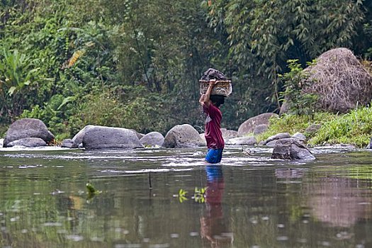女人,走,水,篮子,顶着,印度尼西亚