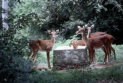 鹿,动物园,钦奈,泰米尔纳德邦,印度