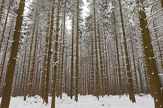 积雪,云杉,松树,树林,贝尔吉施地区,北莱茵威斯特伐利亚,德国,欧洲