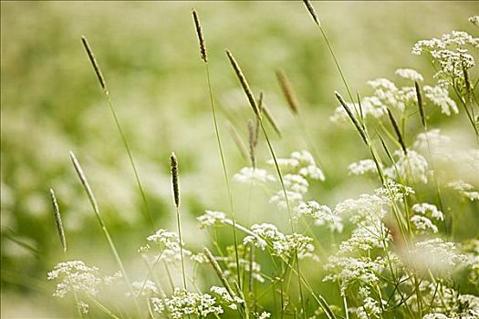 特写,野生植物