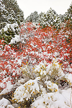 橡树,叶子,松属,树,第一,雪,大盆地国家公园,内华达