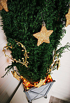 金色,星,圣诞装饰,针叶树,容器,彩灯