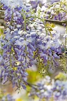 紫藤,花,春天