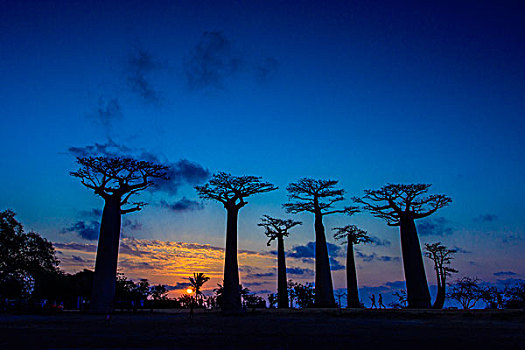 马达加斯加穆龙达瓦morondava猴面包树大道日落baobabavenue
