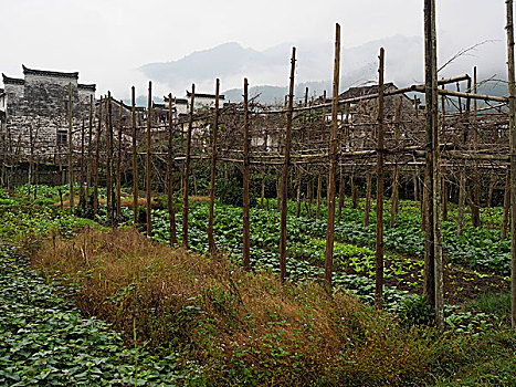 乡村风景