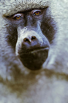 狒狒,塔兰吉雷国家公园,野生动植物保护区,坦桑尼亚,非洲