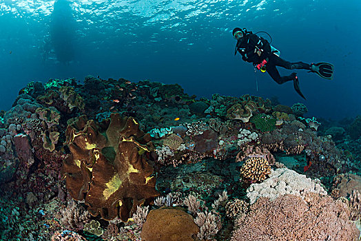 潜水,上方,热带,珊瑚礁,小,岛屿,印度尼西亚,亚洲