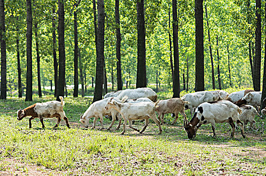 树林牧羊