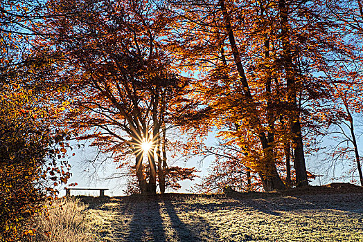 日出,秋天,山毛榉树,靠近,上巴伐利亚,巴伐利亚,德国