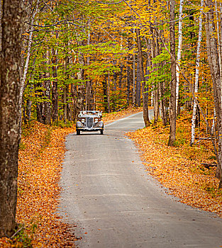 旅游,背影,木头,秋天,靠近,佛蒙特州,美国