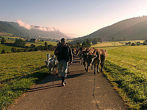 农民,山羊,畜群,瑞士