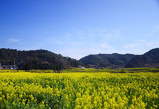 油菜花