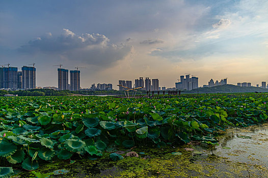 武汉,夏日,城市天际线,日落,夜景,风光