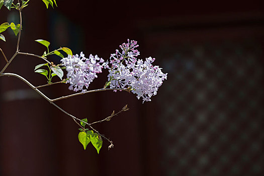 法源寺的丁香花开了