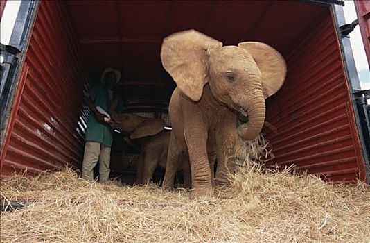 非洲象,孤儿,训练,进入,卡车,旅途,查沃,东察沃国家公园,肯尼亚