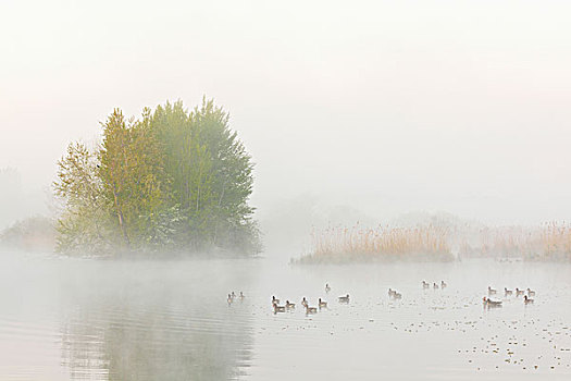 湖,早晨,雾气,灰雁,春天,黑森州,德国