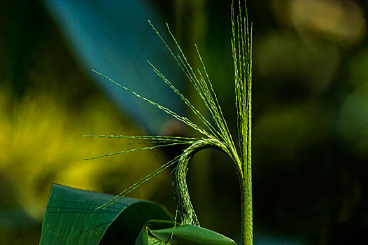 特写光与植物