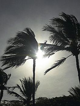 棕榈树,风,毛伊岛
