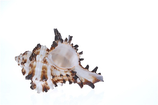 海螺壳