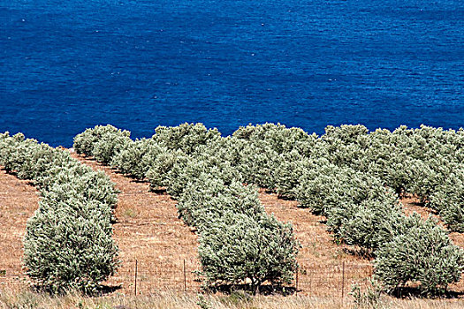 橄榄,种植园,靠近,法勒萨纳,克里特岛,希腊,欧洲