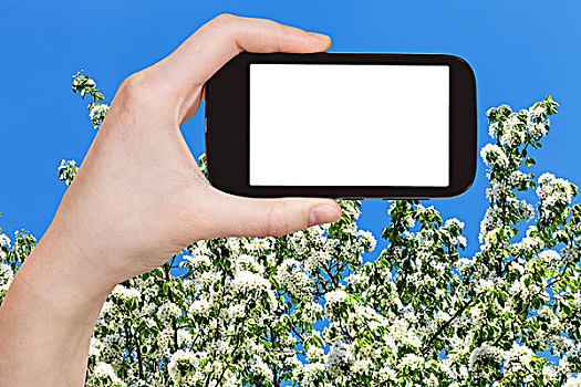 智能手机,春天,花,树,蓝天