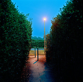 郊区,小路,两个,树篱,栏杆,一个,路灯,晚间,黎明